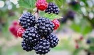 Fresh Blackberries